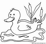 Anatra Ducks Animales Caso Potete Cambiare sketch template