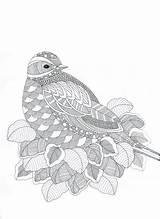 Zentangle Fantastiques Erwachsene Tiere Colorier Paisley Oiseau Pigeon Stress Malvorlagen Instant Volwassenen sketch template