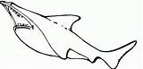 Kolorowanki Rekiny Rekin Squalo Dzieci Druku Bestcoloringpagesforkids Sharks Pobrania Wydruku sketch template