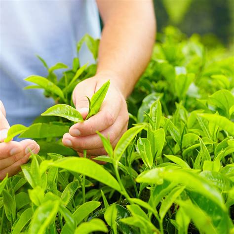 tea plant  plant green tea camellia sinensis etsy