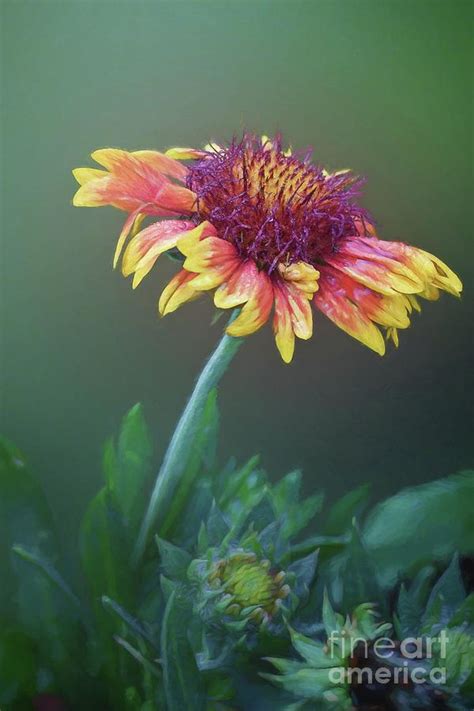 simple flower photograph  warrena  barnerd