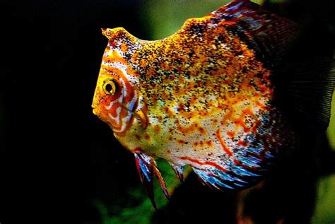colorful discus fishes hubpages