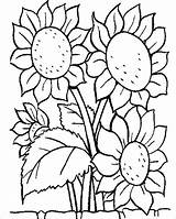 Sunflowers Printable Bunch Coloring Pages Sunflower Flowers Flower Categories Sheets sketch template