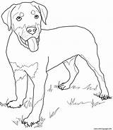 Rottweiler Coloring Puppy Pages Dog Puppies Printable Drawing Cute Lab Pinscher Miniature Cartoon Kids Color Supercoloring Retriever Print Golden Dogs sketch template