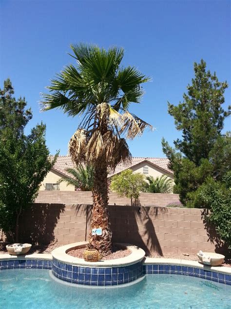 palm tree roots and removal cost move pool las