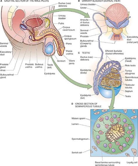 the male reproductive system the reproductive system