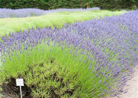 lavender grosso spacing definitive guide  garden hows