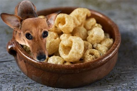 dogs eat pork rinds ingredients  alternatives family life share