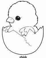 Chick Coloring Cracked Embriodery Pollito Lukisan Muka Arnab Gemerkt Designlooter sketch template