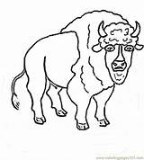Buffalo Head Coloring Pages Template sketch template