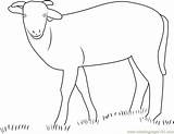 Sheep Coloringpages101 sketch template