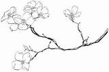 Dogwood Branch Flowering Paintingvalley Dogwoods sketch template