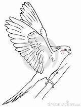 Cockatiel Flying Parrot Fly Its Animal sketch template