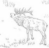 Elk Wapiti Elch Ausmalbild Malvorlagen Ausdrucken Tule Justcoloringbook sketch template