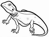 Lizard Coloring Pages Print Animal sketch template