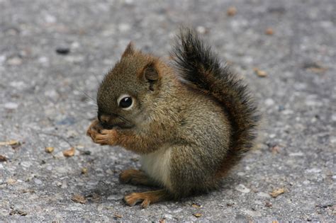 resolution baby squirrel eating nut  pavement hd