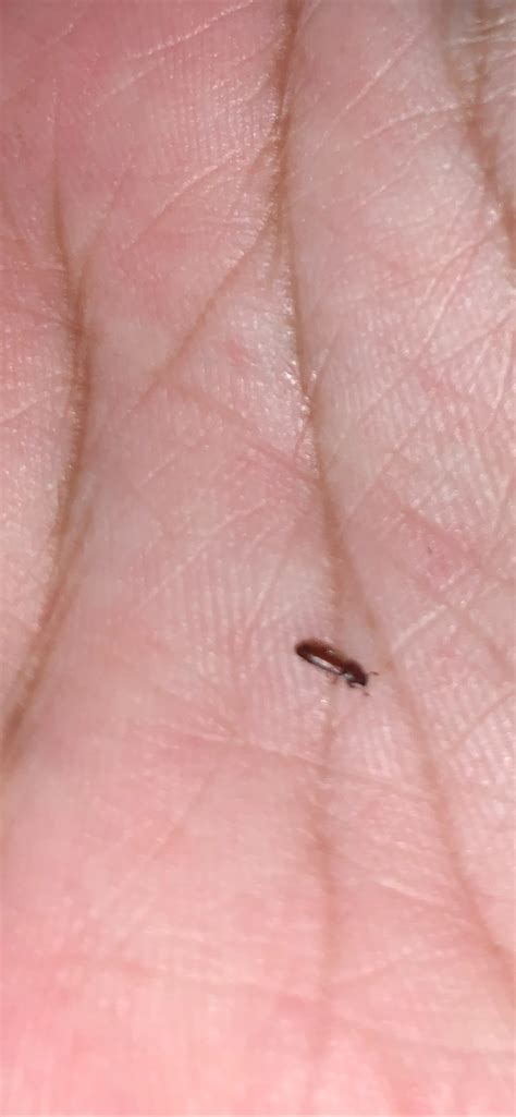 identifying  small brown bug thriftyfun