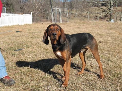 black  tan coonhound breed guide learn   black  tan coonhound