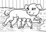 Schwein Porcos Ausmalbilder Cerdos Schweine Ausmalbild Maialini Pigs Colorare Disegnidacolorare24 Animais Drucken Marchesi Hirood sketch template
