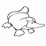 Platypus Coloring Pages Wombat Echidna Outline Getcolorings Clipart Getdrawings Printable Colorings Results sketch template
