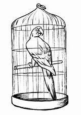 Cage Coloring Parrot Pages sketch template
