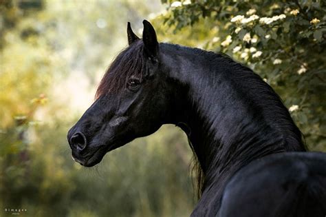 horse dressage andalusian horse friesian horse arabian horses