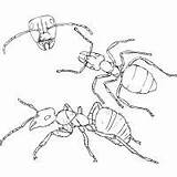 Coloring Ants Marching sketch template