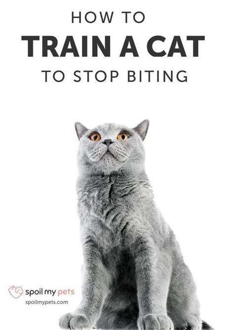 ways  treat  prevent pet bites   cat biting cat training