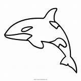 Whale Orca Desenho Baleia Paus Ikan Killerwal Marine Putih Cetacea Hitam Mewarnai Sketsa Pembunuh sketch template