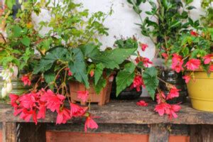 angel wing begonia care growing guide