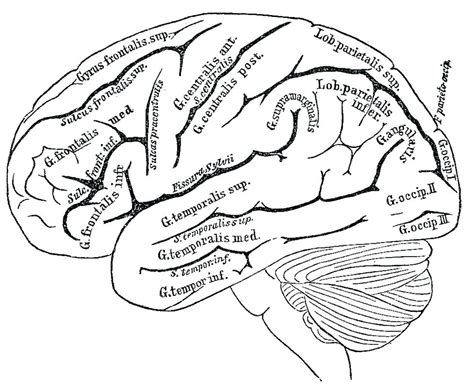 brain outline drawing  getdrawings