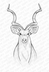 Drawing Drawings Sketch Kudu Coloring Sketches Pages Animal Pencil Line Cameron Ashley Cartoon Skulls Choose Board sketch template
