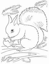 Squirrel Coloring Nut Pages Printable sketch template
