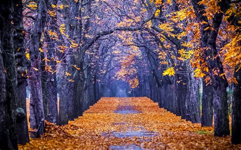bomen met herfstbladeren op grond mooie leuke achtergronden voor je bureaublad pc laptop