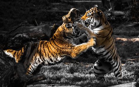 awesome animals fighting video tiger