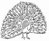 Coloring Pages Printable Peacock sketch template