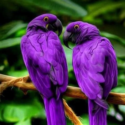 ️gwendolyn🐾 on twitter purple bird purple birds beautiful birds