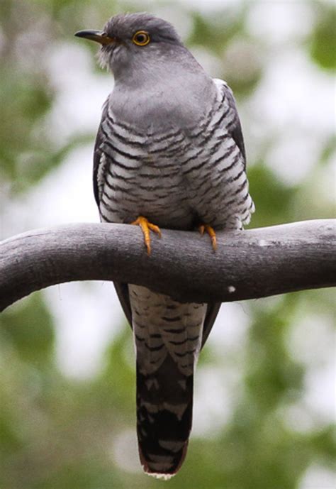 life   common cuckoo hubpages