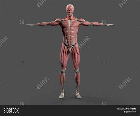 human anatomy showing front full image photo bigstock
