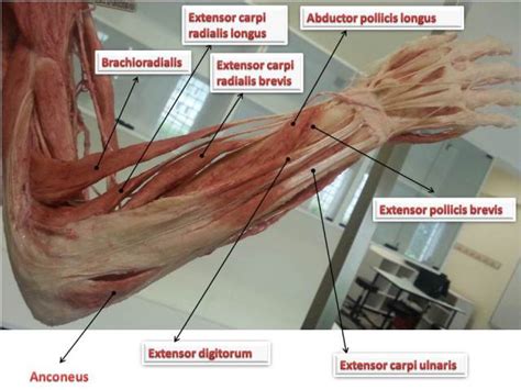 Muscles Of Forearm Quick Review Epomedicine
