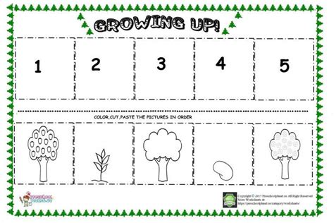 apple tree life cycle sequencing sheets tree life cycle apple life