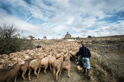 rear view  male shepherd herding sheep  walking  field