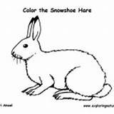 Hare Snowshoe Coloring Mammals Category Nature sketch template