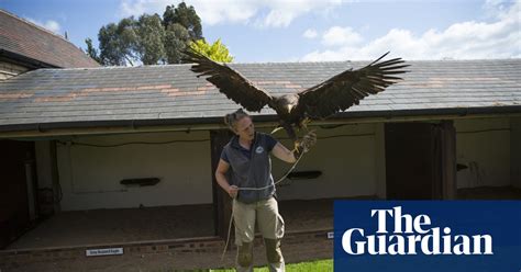 The World S Oldest Centre For Birds Of Prey In Pictures