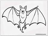 Bat Coloring Pages Realistic Fruit Drawing Clipart Flying Wings Printable Cartoon Getcolorings Getdrawings Lovers Excellent Bats Color Webstockreview Baseball sketch template