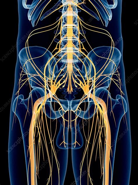 sciatic nerve stock image  science photo library