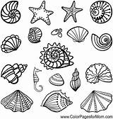 Coloring Pages Sea Shells Fish Colouring Printable Adult Desenhos Seashells Drawing Background Set Mermaid Seascape Shell Template Colorpagesformom Under Color sketch template