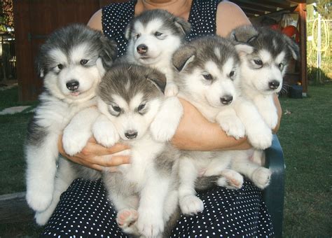 alaskan malamute puppy picture puppy pictures  information