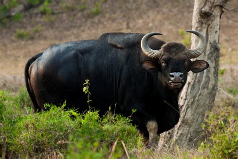 amazing facts   knew   gaur animal encyclopedia