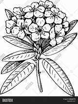 Rhododendron Flower Drawing Getdrawings Vector sketch template